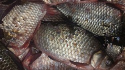 В Лиманском районе расследуют случаи возможной незаконной добычи рыбы